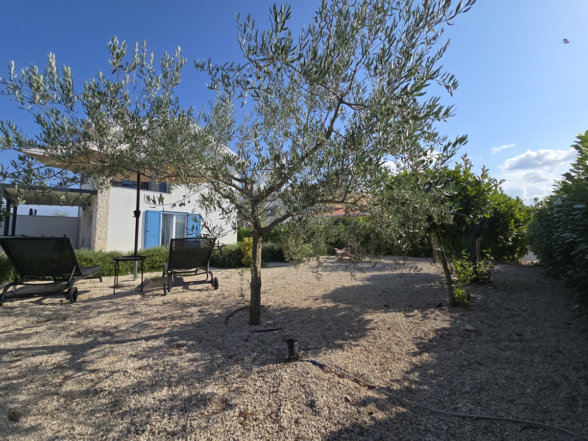 Olive trees in villa garden